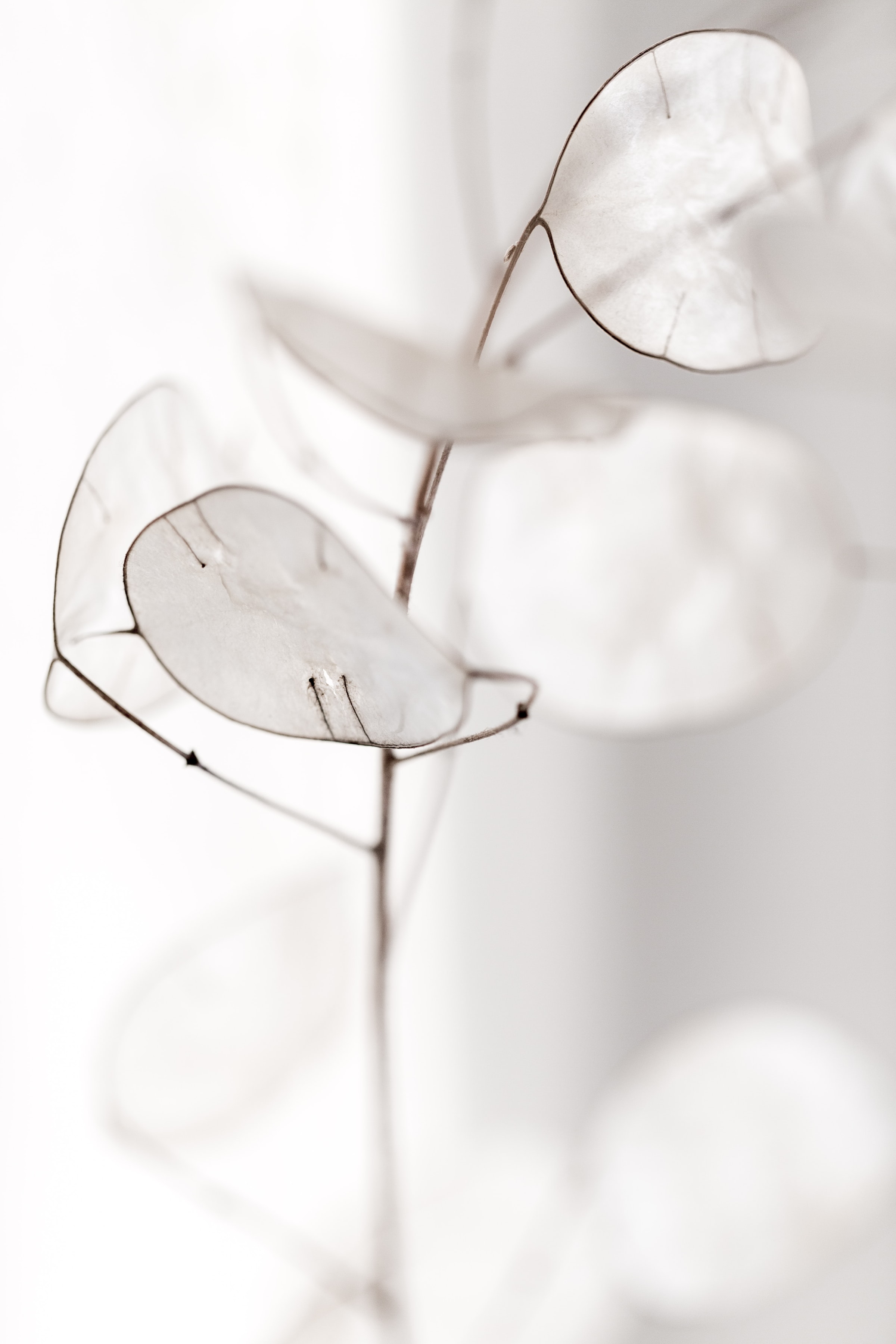 White Leaves image